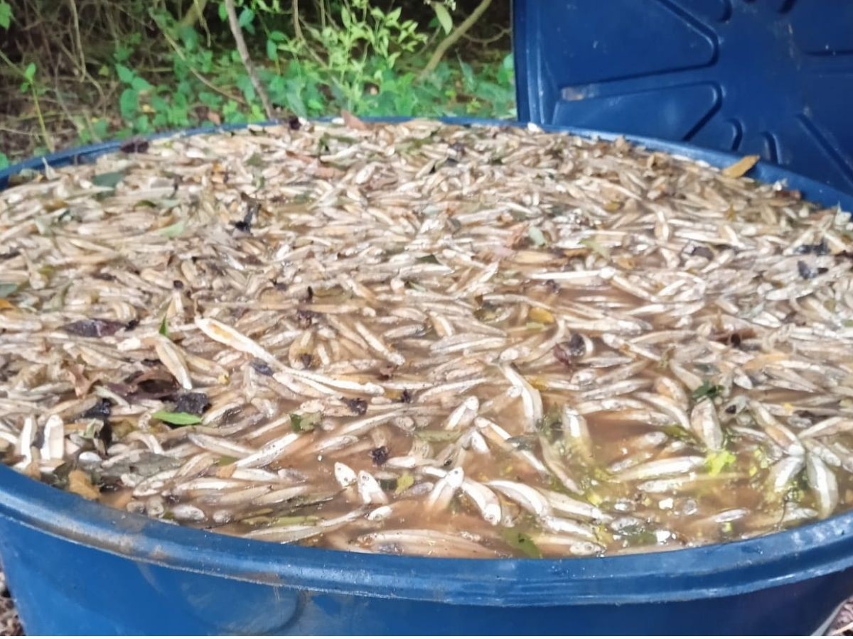 foto Not&iacute;cia Caraguatatuba