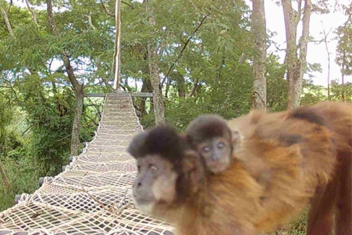 foto Not&iacute;cia Caraguatatuba