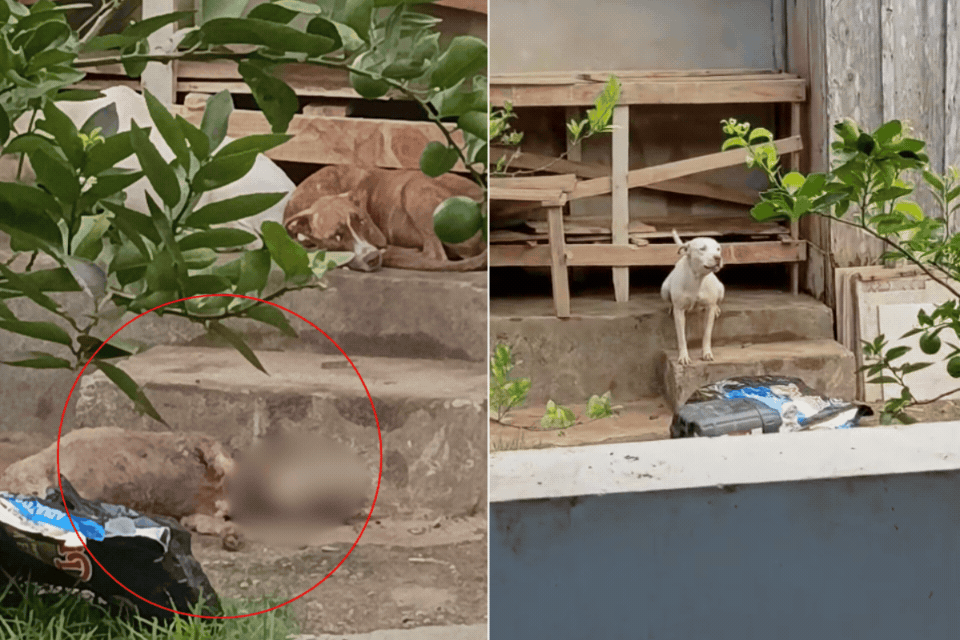 foto Not&iacute;cia Caraguatatuba